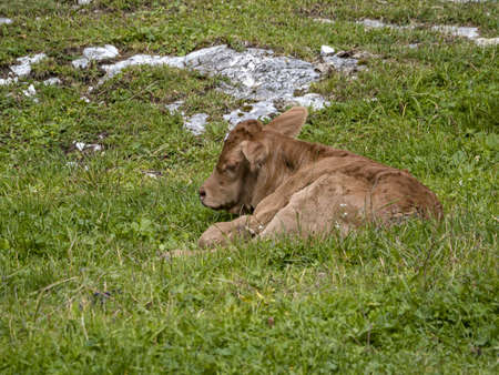 just born baby Cow relaxing in dolomites mountains