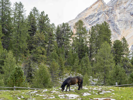 black horse relaxing in dolomites mountains