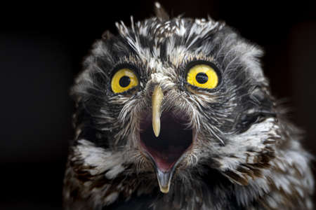 boreal owl isolated on black portrait