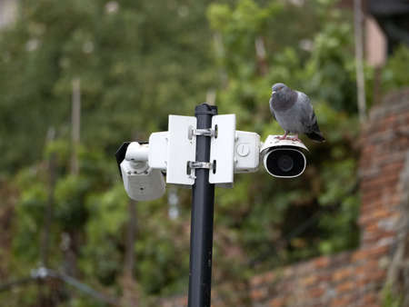 Pigeon on security camera in cinque terre liguria italy looking at youの写真素材