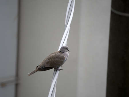 Turtledove bird in cinque terre liguria italy looking at youの写真素材