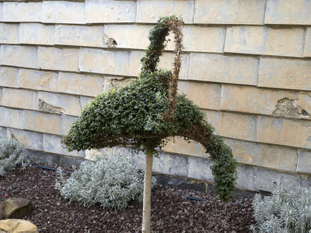 Dolphin shape plant outside houseの写真素材