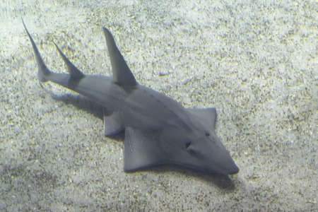 Shovelnose shark underwater on sand bottom portraitの写真素材