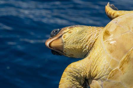 injured caretta turtle close up detail