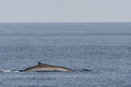 Fin whale damaged in boat collision propeller sign on bodyの写真素材