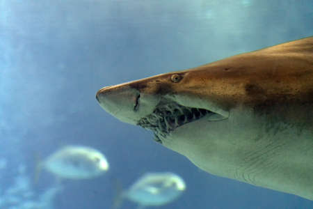 Bull shark underwater mouth teeth jaws close up detailの写真素材