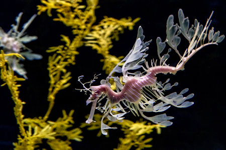 Leafy sea Horse dragon underwater isolated on blackの写真素材