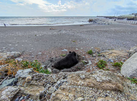 Wild boar pig relaxing on the beach in Genoa town Italy