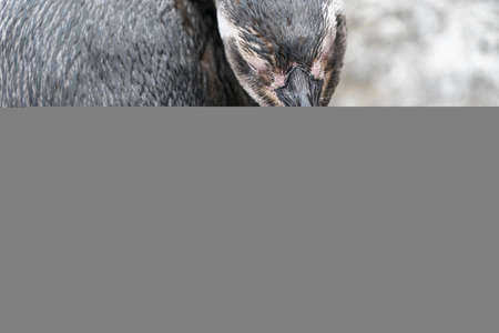 Magellanic pinguin while cleaning feathers close up portrait detailの写真素材