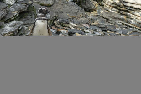 Magellanic pinguin close up portrait detailの写真素材