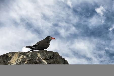 Inca Tern bird portrait on cloudy skyの写真素材