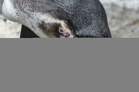 Magellanic pinguin while cleaning feathers close up portrait detailの写真素材