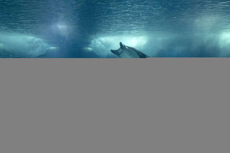 Manta in aquarium tank fish viewの写真素材