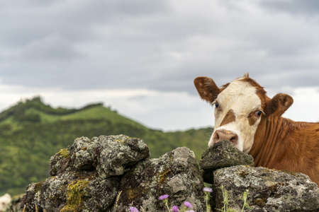 azores pico island cow portraitの写真素材