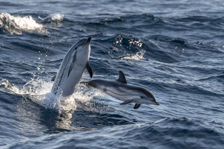 striped dolphin jumping outside the sea near Genoa townの写真素材