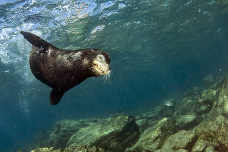 Macho male big californian sea lion seal coming to you to scare and defend haremの写真素材