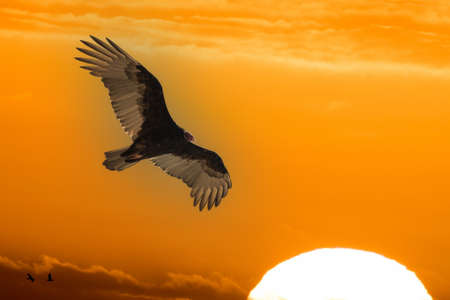 Isolated vulture, buzzard looking at you with open wings on the golden sunset backgroundの写真素材