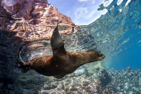 Puppy californian sea lion seal coming to you to have fun and playの写真素材