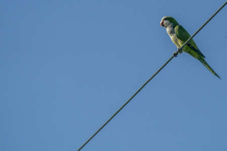 green parrot on high voltage cable detail