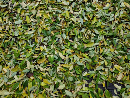 blue car covered by foliage leaf carpet in autumn seasonの写真素材