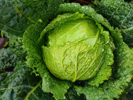 Fresh cabbage green plant close up detailの写真素材