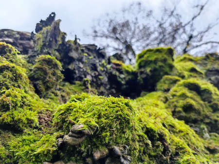 green moss on tree bark autumn seasonの写真素材