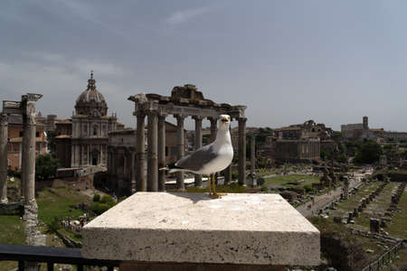 seagull in rome ruins detailの写真素材