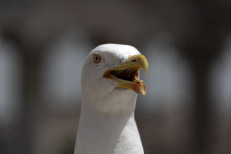 seagull in rome ruins detailの写真素材