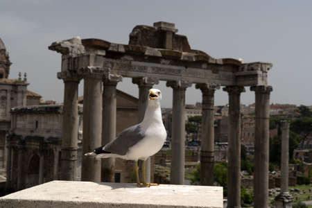 seagull in rome ruins detailの写真素材