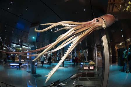 PARIS, FRANCE - NOVEMBER 18 2021 - Evolution Gallery Museum 7,000 specimens in the Grande Galerie de...