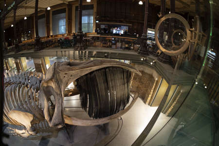 PARIS, FRANCE - NOVEMBER 18 2021 - Evolution Gallery Museum 7,000 specimens in the Grande Galerie de l 'のeditorial素材