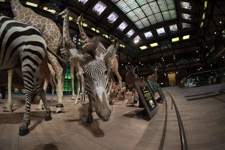 PARIS, FRANCE - NOVEMBER 18 2021 - Evolution Gallery Museum 7,000 specimens in the Grande Galerie de l 'のeditorial素材