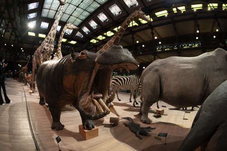 PARIS, FRANCE - NOVEMBER 18 2021 - Evolution Gallery Museum 7,000 specimens in the Grande Galerie de l 'のeditorial素材