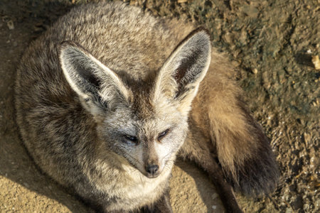 Bat eared fox close up portrait looking at youの写真素材