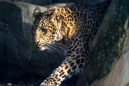 chinese panther leopard close up portrait looking at you
