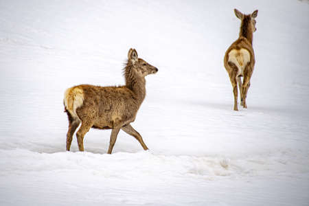 Deer on the snow background in winter season