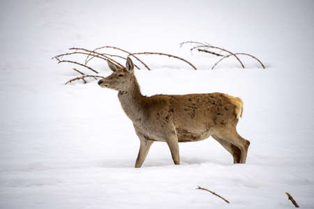 Deer on the snow background in winter seasonの写真素材