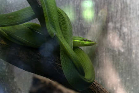 green vine snake on a tree portrait