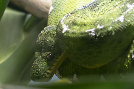 emerald tree boa close up portait