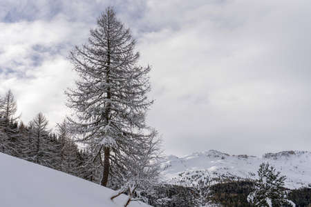 Santa Caterina valfurva italian Alps mountains in winter snow hiking forest panorama landscape