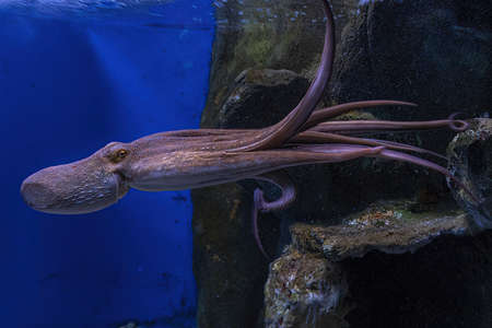 octopus underwater close up portrait detail while swimmingの写真素材