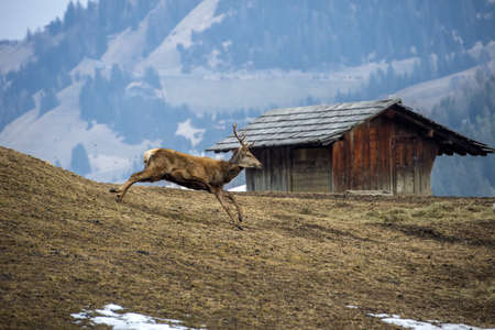 deer portrait while running near cabin wooden hut you in winter timeの写真素材