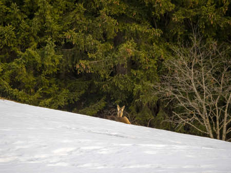 Deer in the snow in the winter seasonの写真素材