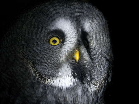 Owl portrait looking at you isolated on black background