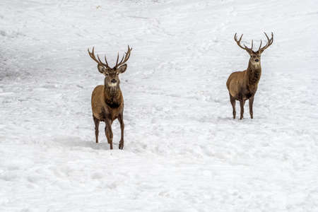 Deer in the snow in the winter season