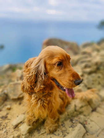Dog cocker spaniel portrait on cinque terre hike trailの写真素材
