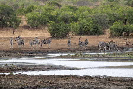 zebra group drinking at the pool in kruger park south africa with water reflectionの写真素材