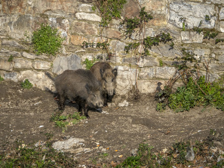 swine fever wild boar in Genoa town Bisagno river Italy urban wildlifeの写真素材