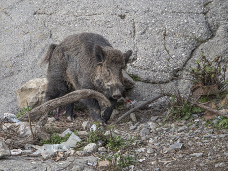 swine fever wild boar in Genoa town Bisagno river Italy urban wildlifeの写真素材