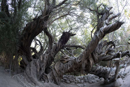 300 YEAR OLD OLIVE TREE in san francisco javier vigge biaundo mission loreto siteの写真素材
